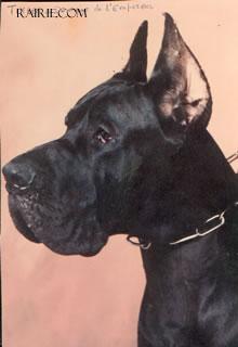 Ch Timber Du Domaine De L�empereur