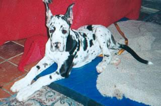 Noztalgia Du Domaine De Valdemar