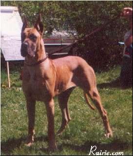 Celena Du Domaine Du Bois De Choques