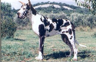 Love Story Du Mourre D�agnies