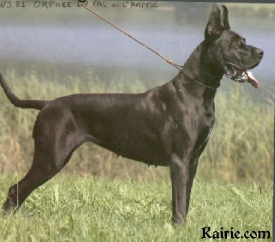 Ch Orphee Du Val De L�amitie