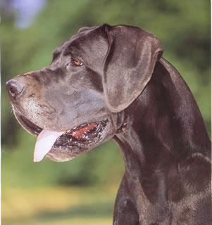 Orchidee Du Val De Lamitie