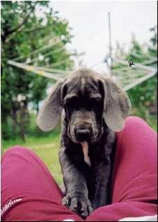 Alina Expletus Hungaricus