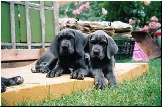 Afrodite Expletus Hungaricus