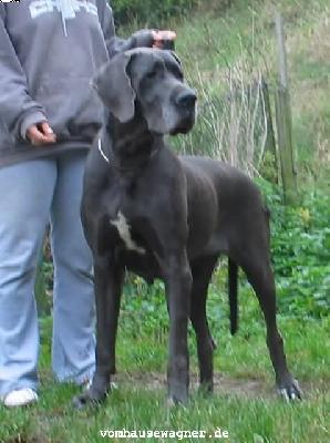 Afrodite Expletus Hungaricus