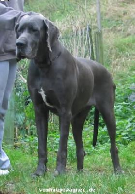 Afrodite Expletus Hungaricus