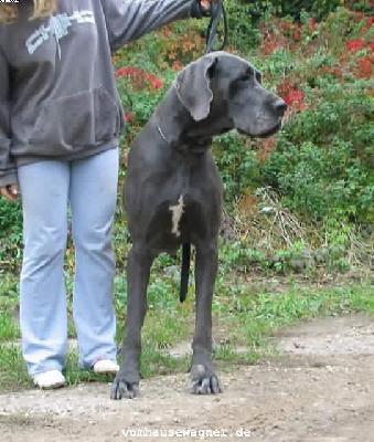 Afrodite Expletus Hungaricus