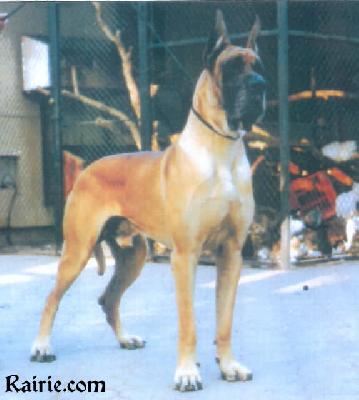 Ch Unanno-f Indios Dell�armida