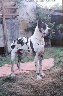 Ch Maestro Je Gor Djolinski