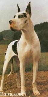 Ch Konigin Victoria Liberte