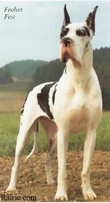 Ch Konigin Victoria Liberte