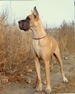 Ch Moja Mila Hyperion