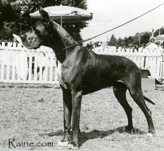 Ch Sire Royal