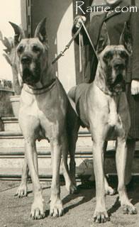 Goliath Trutz Und Treu