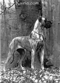 Ch Joshka Van De Gistelbeek