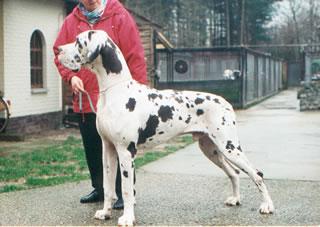 Ch Rakker Van  Pelterdog