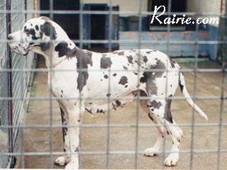 Narcis Van De Rubensstad
