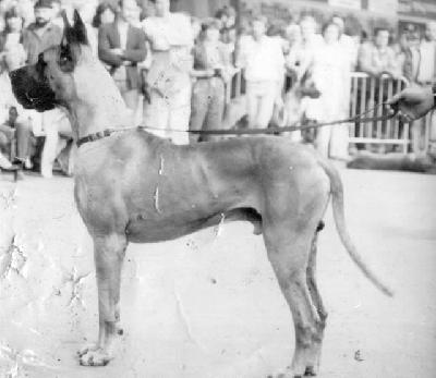 Gulko Van Der Gistelbeek