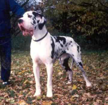 Onassis Vom Backhaus