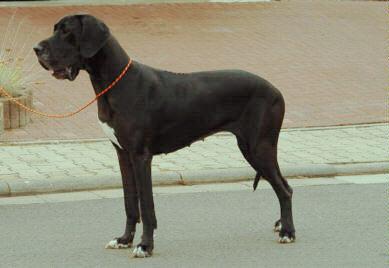 Cecil Von Blue Ground