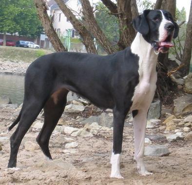 Clair Von Blue Ground