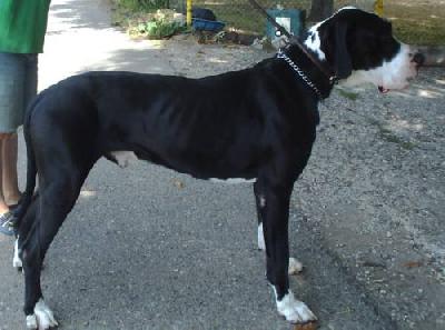 Conan Von Blue Ground