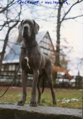 Ch Querkopf Vom Haus Fresena