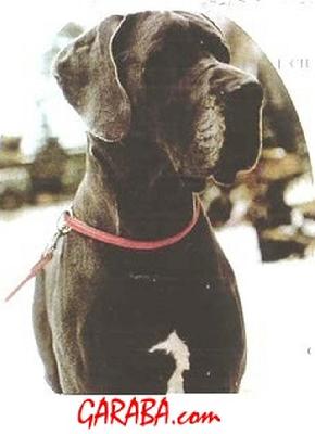 Ch Querkopf Vom Haus Fresena