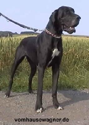 Axena Vom Hause Wagner