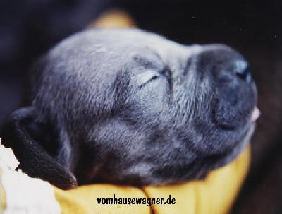 Caruso Vom Hause Wagner