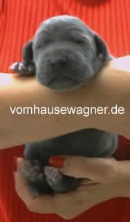 Celine Vom Hause Wagner