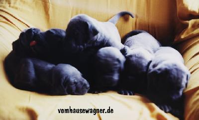 Cliff Vom Hause Wagner