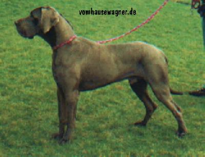 Dandy Vom Hause Wagner