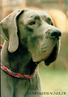 Darinka Vom Hause Wagner