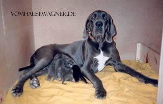 Darinka Vom Hause Wagner