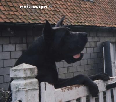 Darius Vom Hause Wagner