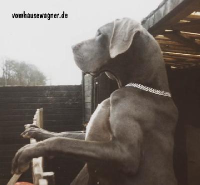 Darius Vom Hause Wagner