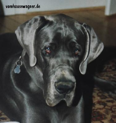 Desmo Vom Hause Wagner