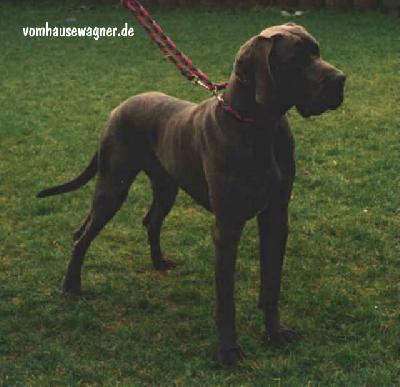 Devil Vom Hause Wagner