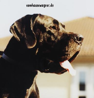 Enzo Vom Hause Wagner