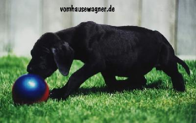 Fatima Vom Hause Wagner