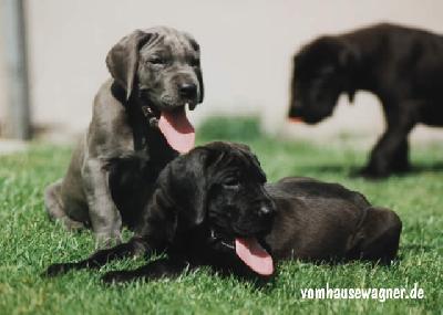 Filou Vom Hause Wagner