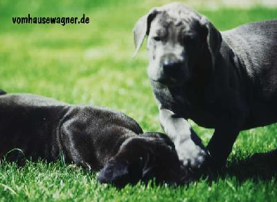 Filou Vom Hause Wagner