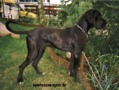 Ch Indiana Vom Hause Wagner