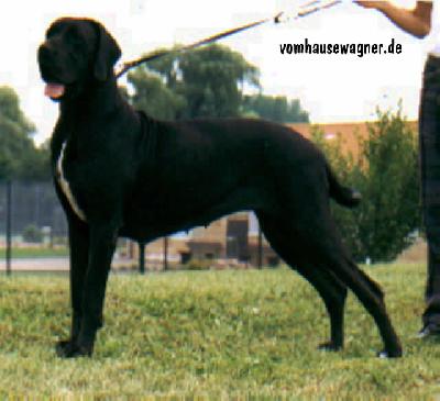 Ch Isfaham Vom Hause Wagner