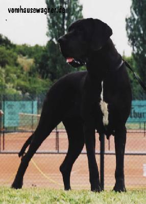 Ch Isfaham Vom Hause Wagner