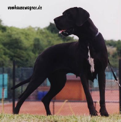 Ch Isfaham Vom Hause Wagner