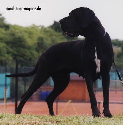 Ch Isfaham Vom Hause Wagner