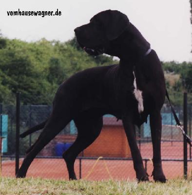 Ch Isfaham Vom Hause Wagner