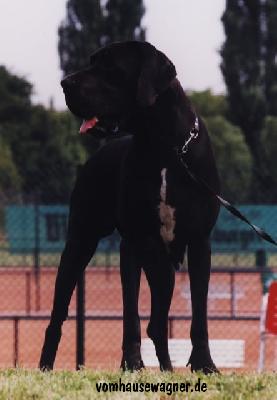 Ch Isfaham Vom Hause Wagner